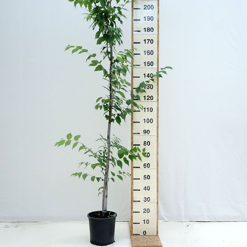 Zelkova serrata 7.5L/10L pot sample as delivered in summer