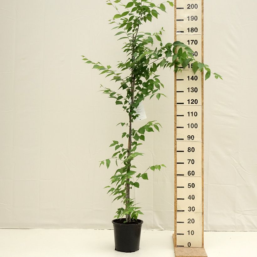 Zelkova serrata - Orme de Sibérie - Pot de 7,5L/10L sample as delivered in spring