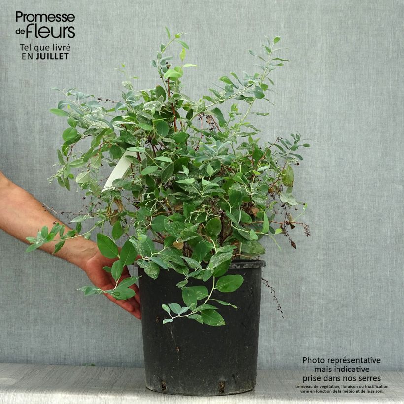 Zenobia pulverulenta Blue Sky - Pot de 15L sample as delivered in summer