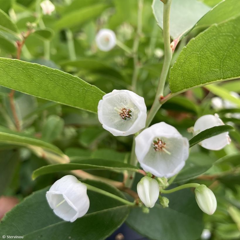 Zenobia pulverulenta Raspberry Ripple (Flowering)