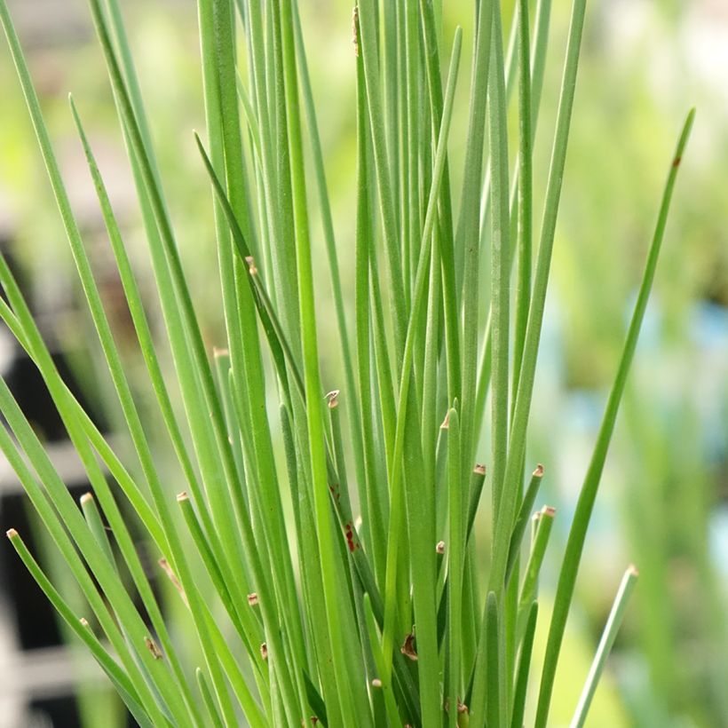 Zephyranthes candida (Foliage)