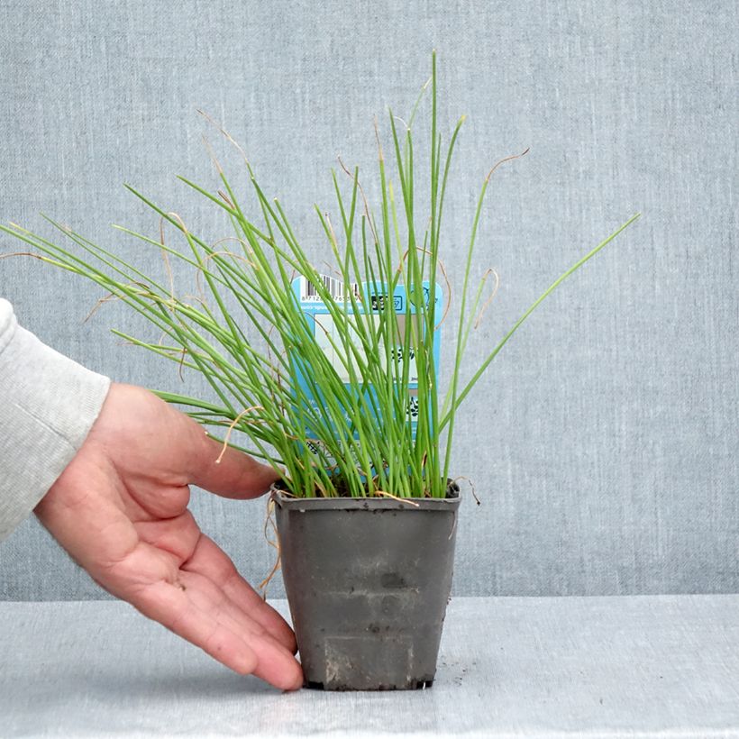 Zephyranthes candida 8/9 cm pot size I sample as delivered in summer