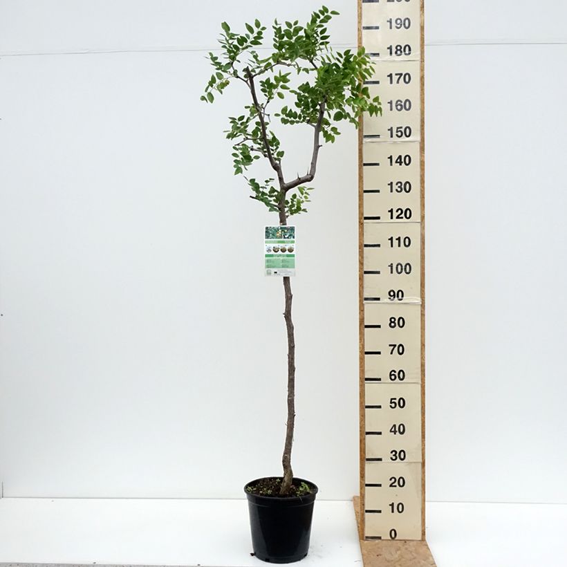 Ziziphus jujuba 7.5L/10L pot sample as delivered in summer