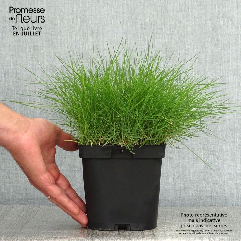 Zoysia tenuifolia 2L/3L pot sample as delivered in summer