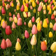 Tutti Frutti Harmony