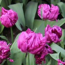 Tulipa Parrot Prince