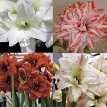 Collection of 4 Double Amaryllis