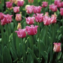 Tulipa Picture - Crown tulip