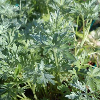 Common Wormwood - Artemisia absinthium