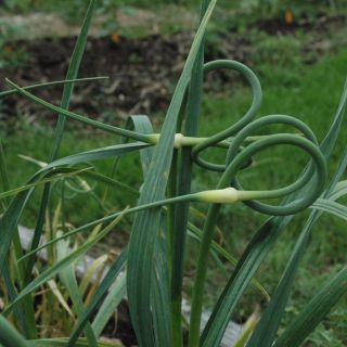 Rocambole Garlic - Allium scorodoprasum