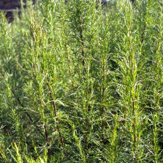 Cola Plant - Artemisia abrotanum var. maritima