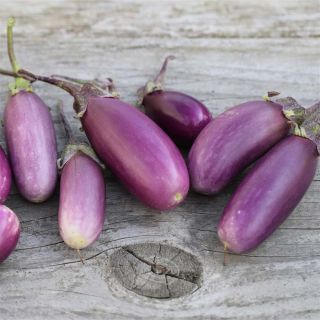Aubergine Pusa Purple Cluster - Ferme de Sainte Marthe untreated seeds