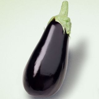 Aubergine Sultane F1 - Eggplant