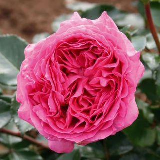 Rosa Bernadette Lafont - Hybrid Tea Rose