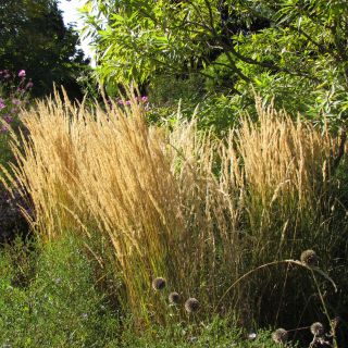 Calamagrostis acutiflora Karl Foerster - Feather Reed Grass