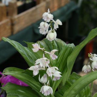 Calanthe aristulifera - Garden orchid