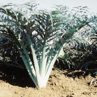 Cynara cardunculus improved white-flowered - cardoon seeds