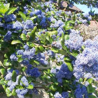 Ceanothus Trewithen Blue - California Lilac