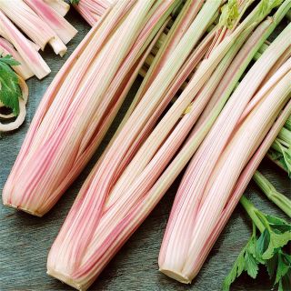 Celery Peppermint Stick - Ferme de Sainte Marthe Seeds