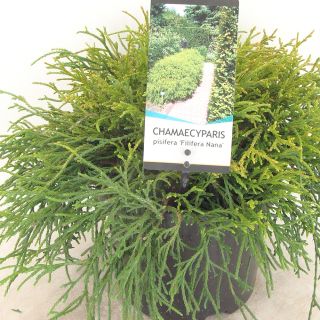 Chamaecyparis pisifera Filifera Nana - Sawara Cypress