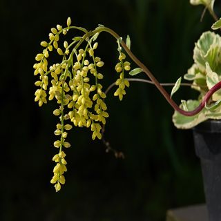 Chiastophyllum oppositifolium Variegatum