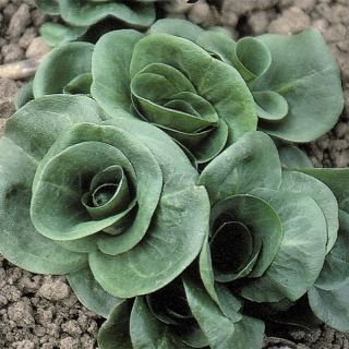 Chicory Grumolo Verde Organic