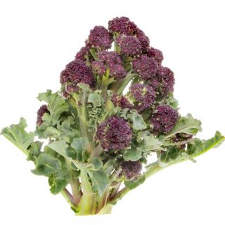 Broccoli Early Purple Sprouting