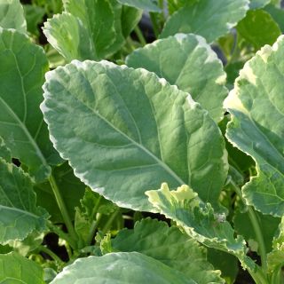 Organic variegated Perennial Cabbage Daubenton Popof - Brassica oleracea