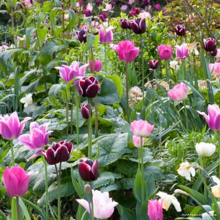 Natural Tulip Selection