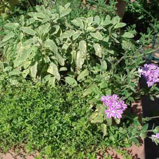 Collection of 3 aromatic plants