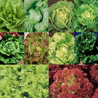Collection of 10 lettuces for year-round harvesting
