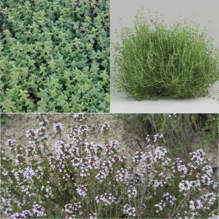 Collection of 3 Thyme plants

