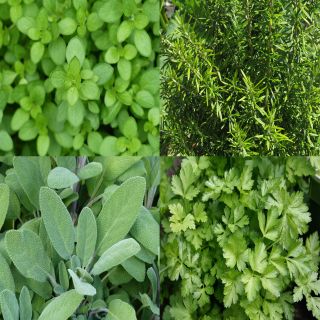Collection of 4 Aromatic Herbs for Barbecues
