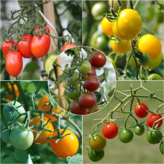 Collection of 5 Colourful Cherry Tomato Plants
