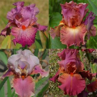Fruity Iris Selection
