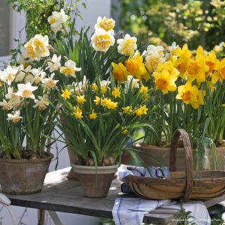 Daffodils for pots.