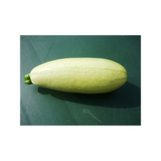 Organic Zucchini Amalthee F1 - Cucurbita pepo