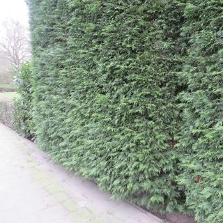 Leyland cypress - Cupressocyparis leylandii