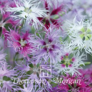 Dianthus Rainbow Loveliness Improved Mixed - Garden Pink seeds