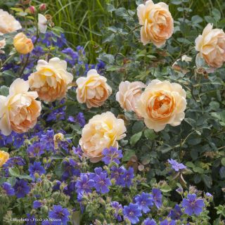 Amber and Sapphire Duo - Perennial Roses and Geraniums.