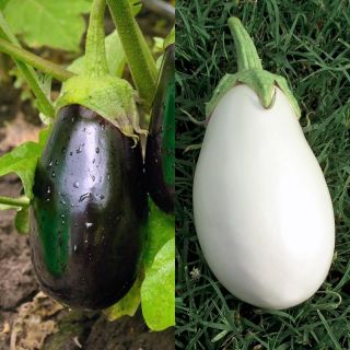 Collection of 2 aubergine GRAFTED young plants