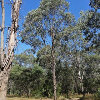 Eucalyptus camphora subsp camphora