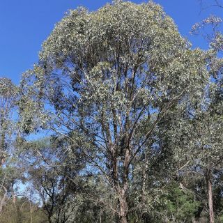 Eucalyptus camphora subsp humeana