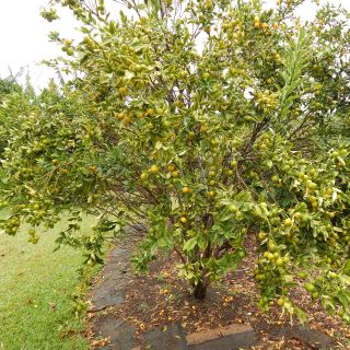 Marumi Kumquat - Fortunella japonica