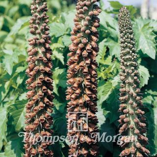 Digitalis parviflora Milk Chocolate - Foxglove Seeds