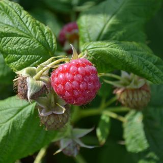 Rubus idaeus Meeker - Raspberry