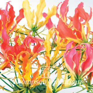 Gloriosa superba Mix - Glory lily