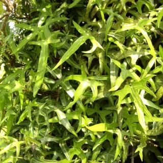 Hedera helix Sagittifolia - Common Ivy