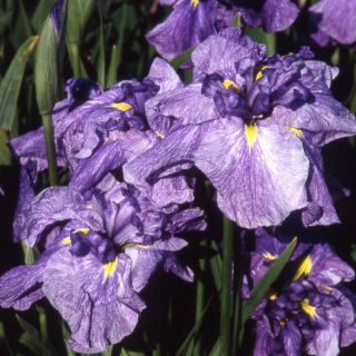 Iris ensata Dainagon - Japanese Water Iris