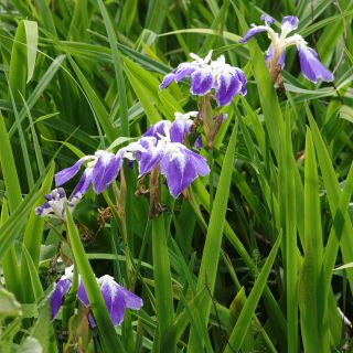 Iris ensata Montrosa - Japanese Water Iris